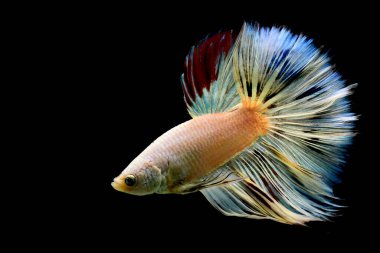 Beta balığı uzun kuyruk, kısa kuyruk, Crowntail ve Dumbo Tayland 'dan izole edilmiş Siyah, Mavi ya da Gri arka planda savaşan Siyam balığı.