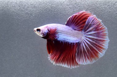 Beta balığı uzun kuyruk, kısa kuyruk, Crowntail ve Dumbo Tayland 'dan izole edilmiş Siyah, Mavi ya da Gri arka planda savaşan Siyam balığı.