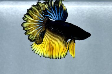 Beta balığı uzun kuyruk, kısa kuyruk, Crowntail ve Dumbo Tayland 'dan izole edilmiş Siyah, Mavi ya da Gri arka planda savaşan Siyam balığı.