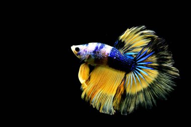 Beta balığı uzun kuyruk, kısa kuyruk, Crowntail ve Dumbo Tayland 'dan izole edilmiş Siyah, Mavi ya da Gri arka planda savaşan Siyam balığı.