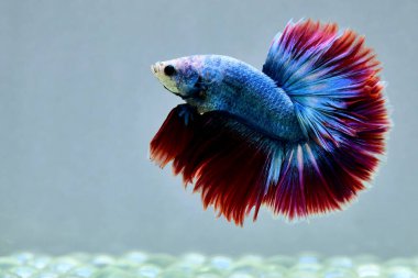 Beta balığı uzun kuyruk, kısa kuyruk, Crowntail ve Dumbo Tayland 'dan izole edilmiş Siyah, Mavi ya da Gri arka planda savaşan Siyam balığı.