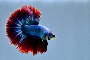 Beta balığı uzun kuyruk, kısa kuyruk, Crowntail ve Dumbo Tayland 'dan izole edilmiş Siyah, Mavi ya da Gri arka planda savaşan Siyam balığı.