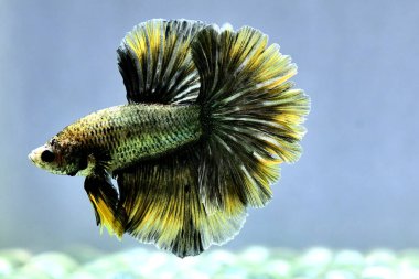 Beta balığı uzun kuyruk, kısa kuyruk, Crowntail ve Dumbo Tayland 'dan izole edilmiş Siyah, Mavi ya da Gri arka planda savaşan Siyam balığı.