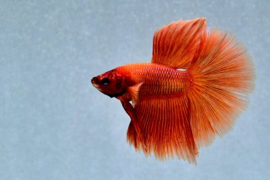 Beta balığı uzun kuyruk, kısa kuyruk, Crowntail ve Dumbo Tayland 'dan izole edilmiş Siyah, Mavi ya da Gri arka planda savaşan Siyam balığı.