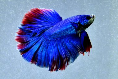 Beta balığı uzun kuyruk, kısa kuyruk, Crowntail ve Dumbo Tayland 'dan izole edilmiş Siyah, Mavi ya da Gri arka planda savaşan Siyam balığı.