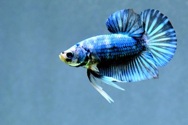 Beta balığı uzun kuyruk, kısa kuyruk, Crowntail ve Dumbo Tayland 'dan izole edilmiş Siyah, Mavi ya da Gri arka planda savaşan Siyam balığı.