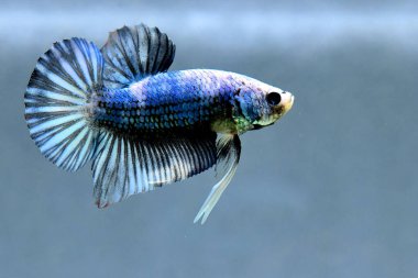 Beta balığı uzun kuyruk, kısa kuyruk, Crowntail ve Dumbo Tayland 'dan izole edilmiş Siyah, Mavi ya da Gri arka planda savaşan Siyam balığı.