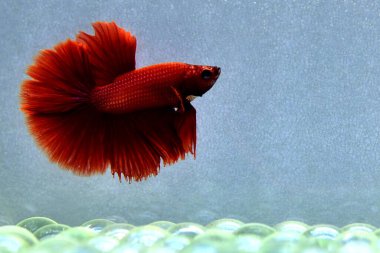 Beta balığı uzun kuyruk, kısa kuyruk, Crowntail ve Dumbo Tayland 'dan izole edilmiş Siyah, Mavi ya da Gri arka planda savaşan Siyam balığı.