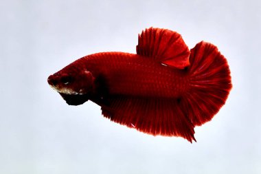 Beta balığı uzun kuyruk, kısa kuyruk, Crowntail ve Dumbo Tayland 'dan izole edilmiş Siyah, Mavi ya da Gri arka planda savaşan Siyam balığı.