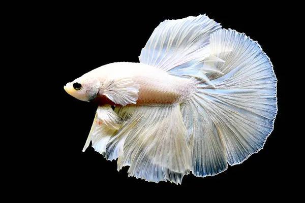 Beta balığı uzun kuyruk, kısa kuyruk, Crowntail ve Dumbo Tayland 'dan izole edilmiş Siyah, Mavi ya da Gri arka planda savaşan Siyam balığı.