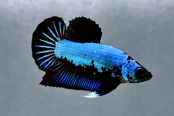 Beta balığı uzun kuyruk, kısa kuyruk, Crowntail ve Dumbo Tayland 'dan izole edilmiş Siyah, Mavi ya da Gri arka planda savaşan Siyam balığı.