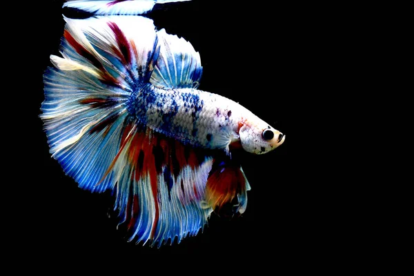 Betta fish Halfmoon long tail, short tail, Crowntails and Dumbo from Thailand Siamese fighting fish on isolated Black, Blue or Grey background.