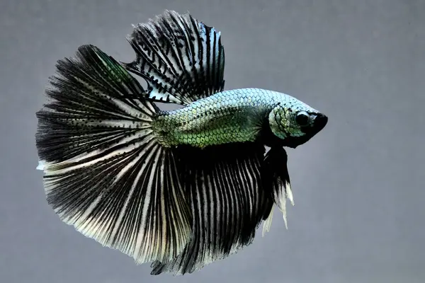 Beta balığı uzun kuyruk, kısa kuyruk, Crowntail ve Dumbo Tayland 'dan izole edilmiş Siyah, Mavi ya da Gri arka planda savaşan Siyam balığı.