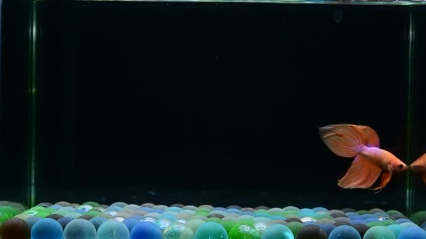 ベッタ魚ハーフムーンロングテール ショートテール クラウンテール タイからのダンボ 孤立したブラック ブルーまたはグレーの背景でシアムの戦いの魚 — ストック動画