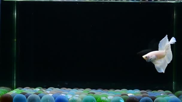 Betta Ryba Półksiężyc Długi Ogon Krótki Ogon Crowntails Dumbo Tajlandii — Wideo stockowe