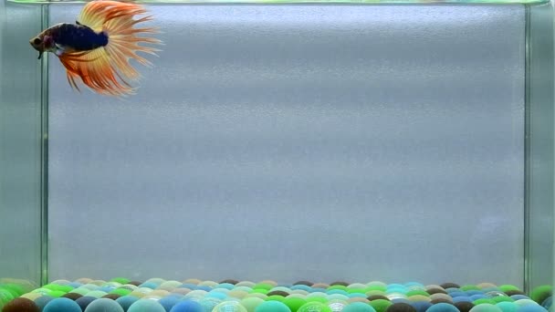 Betta Fish Halfmoon Long Tail Short Tail Crowntails Dumbo Thailand — Stock Video