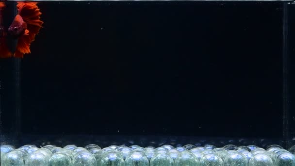 Betta Ryba Półksiężyc Długi Ogon Krótki Ogon Crowntails Dumbo Tajlandii — Wideo stockowe