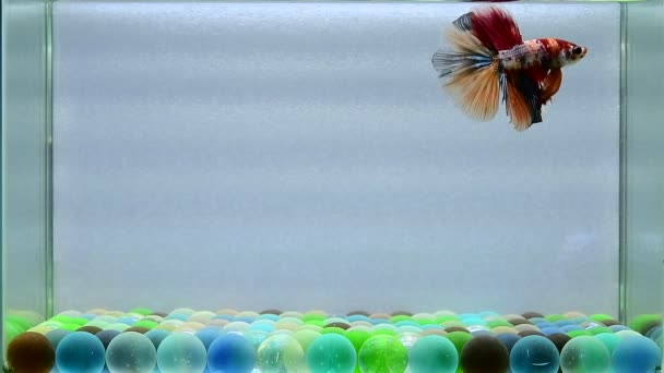 ベッタ魚ハーフムーンロングテール ショートテール クラウンテール タイシアムのダンボ孤立した黒 ブルーまたはグレーの背景で戦う魚 — ストック動画