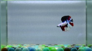 Beta balığı. Yarım kuyruk, kısa kuyruk, Crowntail, Tayland 'dan Wild Type ve Dumbo. İzole edilmiş mavi ya da gri arka planda savaşan Siyam balığı..