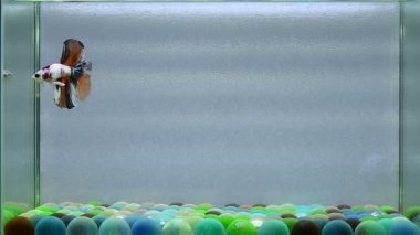 Beta balığı. Yarım kuyruk, kısa kuyruk, Crowntail, Tayland 'dan Wild Type ve Dumbo. İzole edilmiş mavi ya da gri arka planda savaşan Siyam balığı..