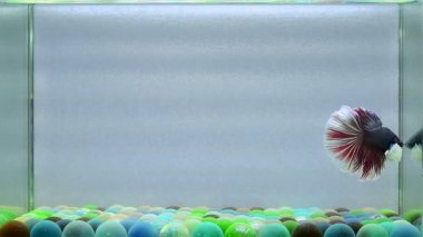 Beta balığı. Yarım kuyruk, kısa kuyruk, Crowntail, Tayland 'dan Wild Type ve Dumbo. İzole edilmiş mavi ya da gri arka planda savaşan Siyam balığı..