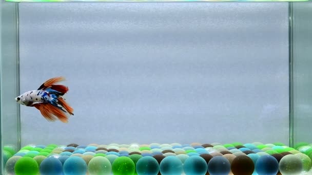 Betta Ryba Półksiężyc Długi Ogon Krótki Ogon Crowntails Dziki Typ — Wideo stockowe