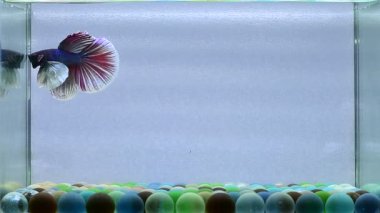 Beta balığı. Yarım kuyruk, kısa kuyruk, Crowntail, Tayland 'dan Wild Type ve Dumbo. İzole edilmiş mavi ya da gri arka planda savaşan Siyam balığı..
