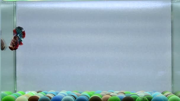 Риба Бетта Напівмісяць Довгий Хвіст Короткий Хвіст Коронки Дикий Тип — стокове відео