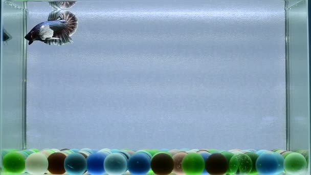 Риба Бетта Напівмісяць Довгий Хвіст Короткий Хвіст Коронки Дикий Тип — стокове відео