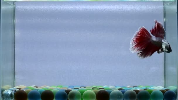 Рыба Бетта Полумесяц Длинный Хвост Короткий Хвост Crowntails Дикий Тип — стоковое видео