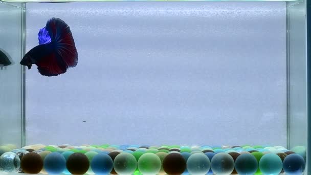ベッタ魚ハーフムーンロングテール ショートテール クラウンテール タイのワイルドタイプとダンボ 孤立したブルーまたはグレーの背景でシアムと戦う魚 — ストック動画