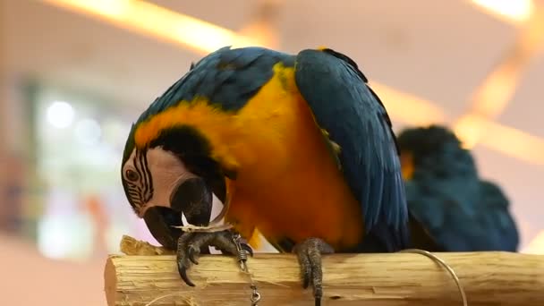 Papuga Macaw Kolorze Niebiesko Żółtym Zwolnionym Filmie — Wideo stockowe