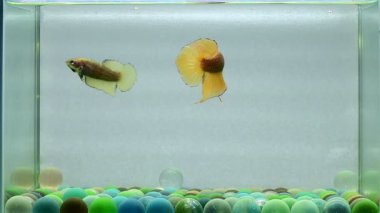 Beta balığı. Uzun kuyruk, kısa kuyruk, Tayland 'dan Crowntail ve Dumbo. İzole edilmiş mavi ya da gri ve siyah arka planda savaşan Siyam balığı..