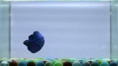 Beta balığı. Uzun kuyruk, kısa kuyruk, Tayland 'dan Crowntail ve Dumbo. İzole edilmiş mavi ya da gri ve siyah arka planda savaşan Siyam balığı..