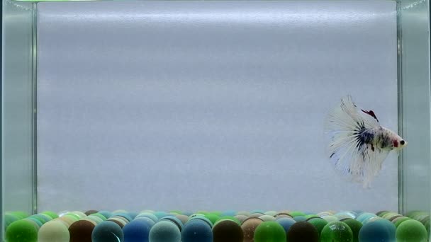 물고기 태국에서 크라운 꼬리와 파란색 배경에 시아마 물고기 — 비디오