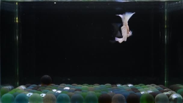 ベッタ魚ハーフムーンロングテール ショートテール クラウンテール タイからのダンボ 孤立したブルー 灰色または黒の背景でシアムの戦いの魚 — ストック動画