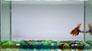 Beta balığı Yarım Ay uzun kuyruk, kısa kuyruk, Crowntail ve Dumbo Tayland 'dan, Siyam dövüş balığı izole edilmiş Mavi, Gri veya Siyah arka planda.