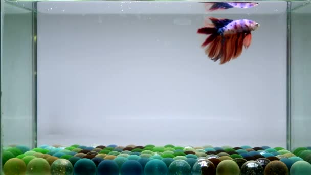Betta Fish Halfmoon Long Tail Short Tail Crowntails Dumbo Thailand — Stock Video