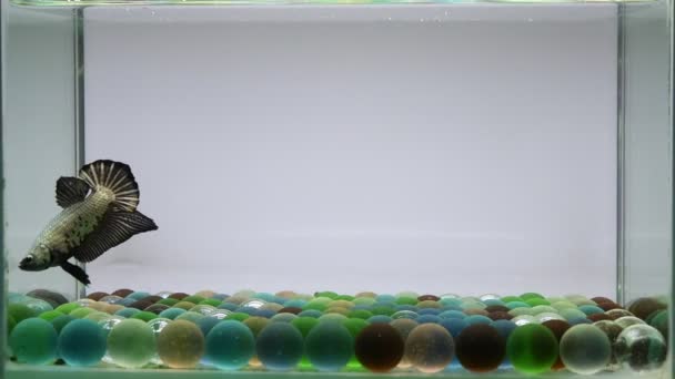 ベッタ魚ハーフムーンロングテール ショートテール クラウンテール タイからのダンボ 孤立したブルー 灰色または黒の背景でシアムの戦いの魚 — ストック動画