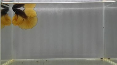 Beta balığı Yarım Ay uzun kuyruk, kısa kuyruk, Crowntail ve Dumbo Tayland 'dan, Siyam dövüş balığı izole edilmiş Mavi, Gri veya Siyah arka planda.