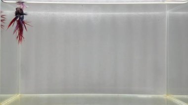 Beta balığı Yarım Ay uzun kuyruk, kısa kuyruk, Crowntail ve Dumbo Tayland 'dan, Siyam dövüş balığı izole edilmiş Mavi, Gri veya Siyah arka planda.