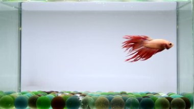 Beta balığı Yarım Ay uzun kuyruk, kısa kuyruk, Crowntail ve Dumbo Tayland 'dan, Siyam dövüş balığı izole edilmiş Mavi, Gri veya Siyah arka planda.