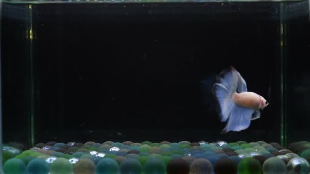 Beta Balığı Yarım Uzun Kuyruk Kısa Kuyruk Crowntail Dumbo Tayland — Stok video