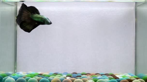 Риба Бетта Напівмісяць Довгий Хвіст Короткий Хвіст Коронки Дамбо Таїланду — стокове відео