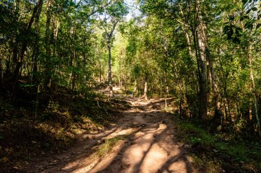 Turist yürüyüşü için yürüyüş yolu ya da Tayland 'ın Loei Eyaleti' ndeki Phu Kradueng Ulusal Parkı 'nın tepesine tırmanma yolu..