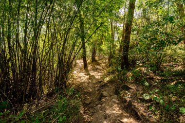 Turist yürüyüşü için yürüyüş yolu ya da Tayland 'ın Loei Eyaleti' ndeki Phu Kradueng Ulusal Parkı 'nın tepesine tırmanma yolu..