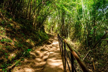 Turist yürüyüşü için yürüyüş yolu ya da Tayland 'ın Loei Eyaleti' ndeki Phu Kradueng Ulusal Parkı 'nın tepesine tırmanma yolu..