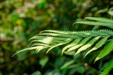 Doğal yeşil eğreltiotu, Tayland 'daki Phu Kradueng Ulusal Parkı' nda yol boyunca yaprak döker..