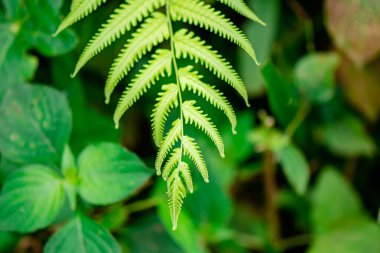 Doğal yeşil eğreltiotu, Tayland 'daki Phu Kradueng Ulusal Parkı' nda yol boyunca yaprak döker..