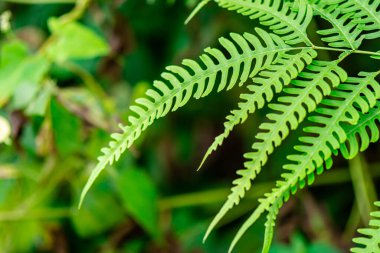 Doğal yeşil eğreltiotu, Tayland 'daki Phu Kradueng Ulusal Parkı' nda yol boyunca yaprak döker..